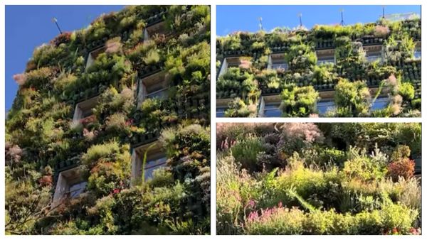 Imagini feerice cu singura grădină exterioară verticală din România! Se află în București, pe Calea Dudești