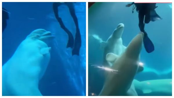 Scene ȘOCANTE la un acvariu din China! O balenă beluga s-a năpustit asupra a doi scafandri, sub privirile &icirc;ngrozite ale spectatorilor. Atacul violent a lăsat pe toată lumea fără cuvinte!