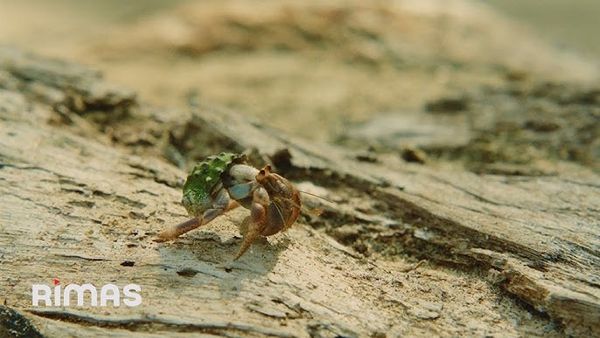 VIDEOCLIP: BAD BUNNY ft. Chuwi - WELTiTA