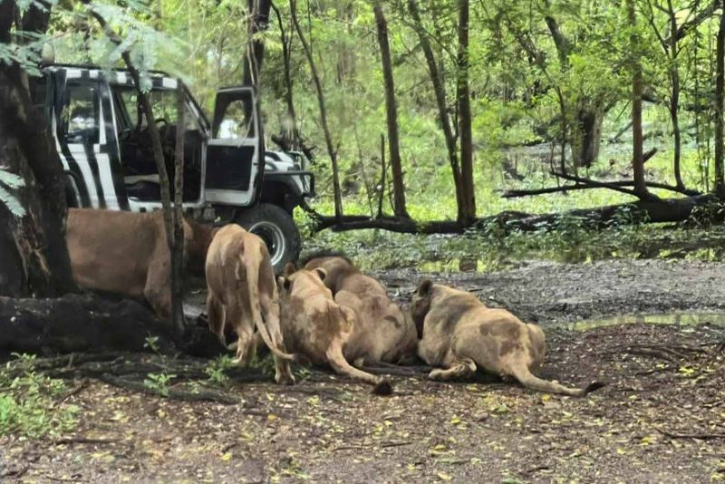Un bărbat de 58 de ani a murit sfâșiat de lei 