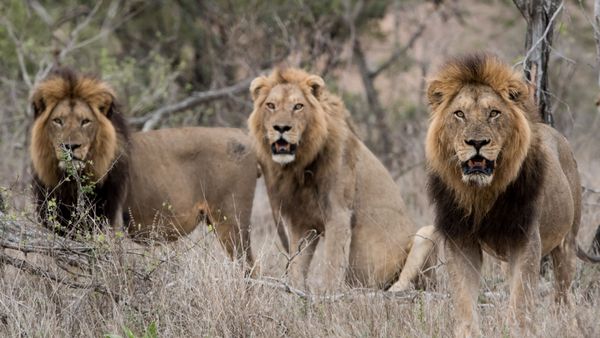 IMAGINI TERIFIANTE! Un &icirc;ngrijitor de la o grădină zoologică a fost ucis de lei. Vizitatorii au privit &icirc;ngroziți cum acesta era sf&acirc;șiat de animalele sălbatice