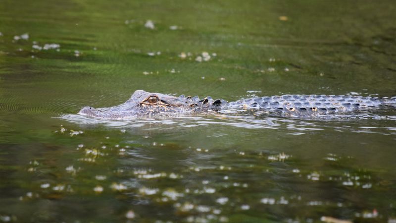 Autoritățile, &icirc;n alertă maximă! Un crocodil viu, găsit &icirc;n mare. Turiștii au fugit țip&acirc;nd. Ce s-a &icirc;nt&acirc;mplat pe plajă a șocat martorii