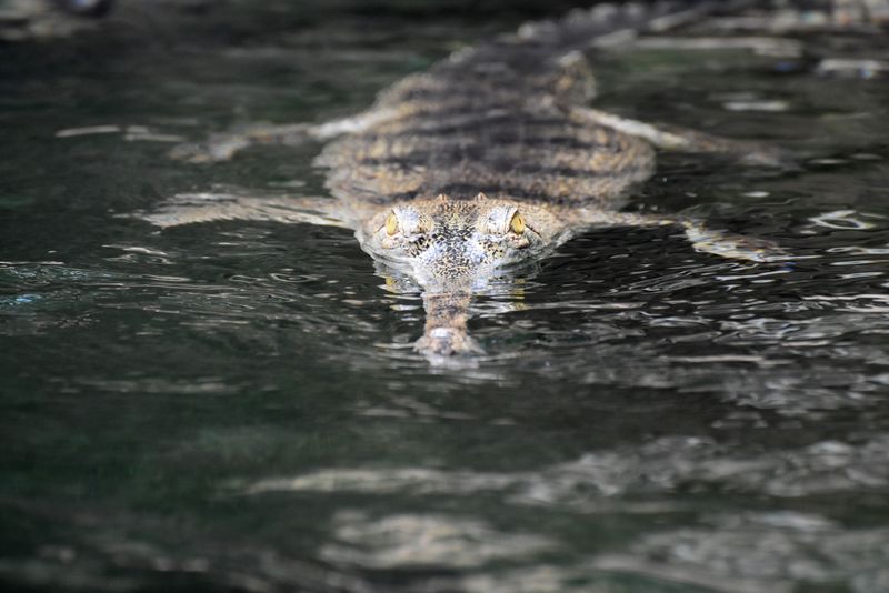 Un crocodil viu, găsit în mare