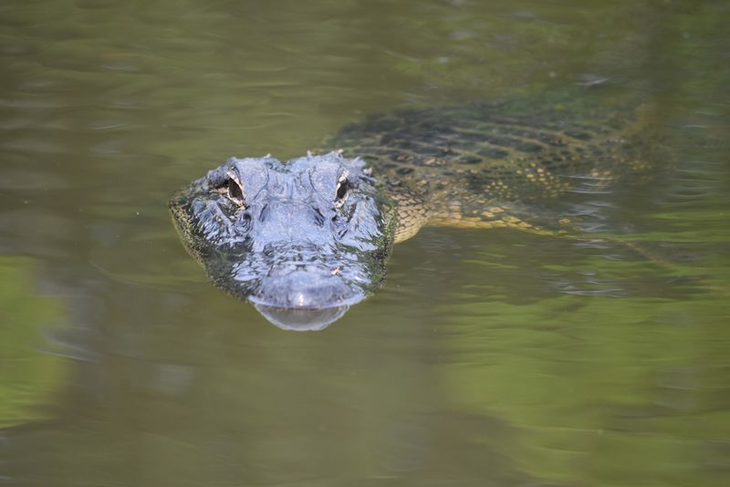 Un crocodil viu, găsit în mare