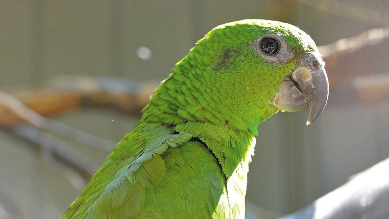 Un papagal a fost arestat pentru că țipa 