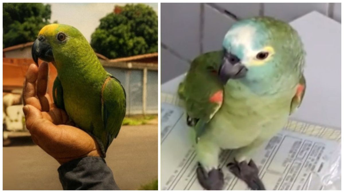 Un papagal a fost arestat