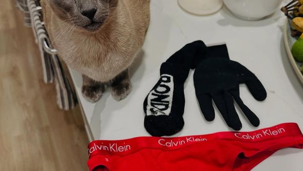 „Hoțul cu blăniță”! O pisică din Noua Zeelandă a devenit celebră după ce a furat lenjeria intima a vecinilor