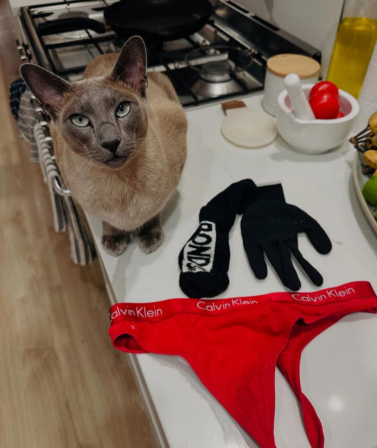 „Hoțul cu blăniță”! O pisică din Noua Zeelandă a devenit celebră după ce a furat lenjeria intima a vecinilor