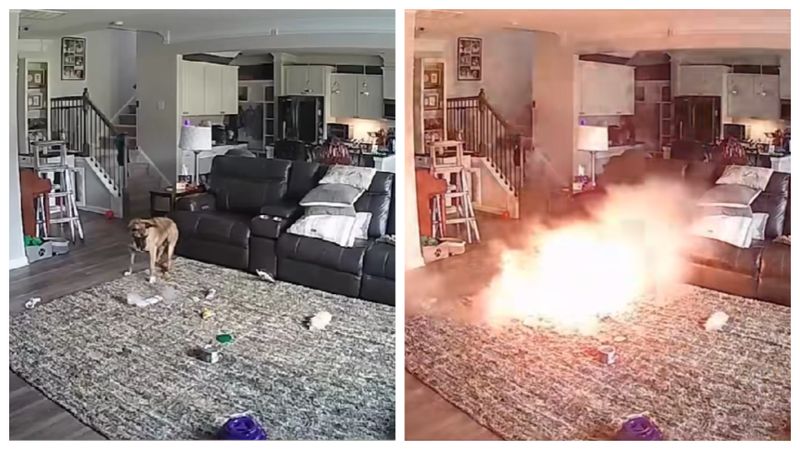 A vrut să se joace, dar era gata să provoace un incendiu! Un câine din Carolina de Nord a ajuns viral pe rețelele sociale după ce o baterie pe care o găsise în bucătărie, în timp ce era singur acasă, a luat foc