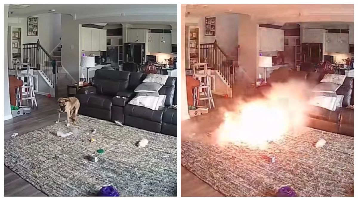A vrut să se joace, dar era gata să provoace un incendiu! Un c&acirc;ine din Carolina de Nord a ajuns viral pe rețelele sociale după ce o baterie pe care o găsise &icirc;n bucătărie, &icirc;n timp ce era singur acasă, a luat foc