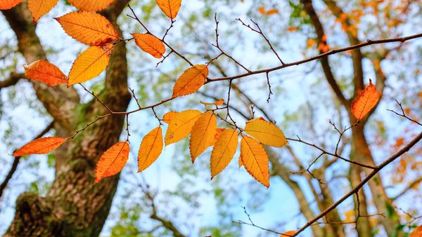 Cum va fi vremea în NOIEMBRIE 2025? Ultima lună de toamnă începe cu temperaturi mai coborâte decât cele obişnuite şi ploi în toată ţara