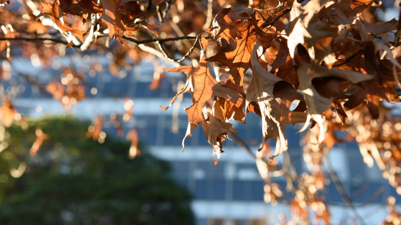 Vremea se &icirc;ncălzește &icirc;n Rom&acirc;nia! Meteorologii anunță temperaturi mai ridicate dec&acirc;t cele specifice perioadei, p&acirc;nă la &icirc;nceputul lunii decembrie 2025