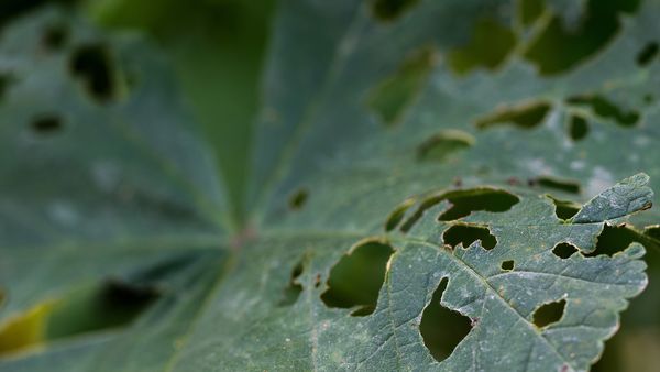 (P) Cele mai comune boli fungice ale culturilor agricole