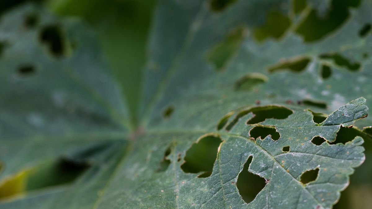 (P) Cele mai comune boli fungice ale culturilor agricole
