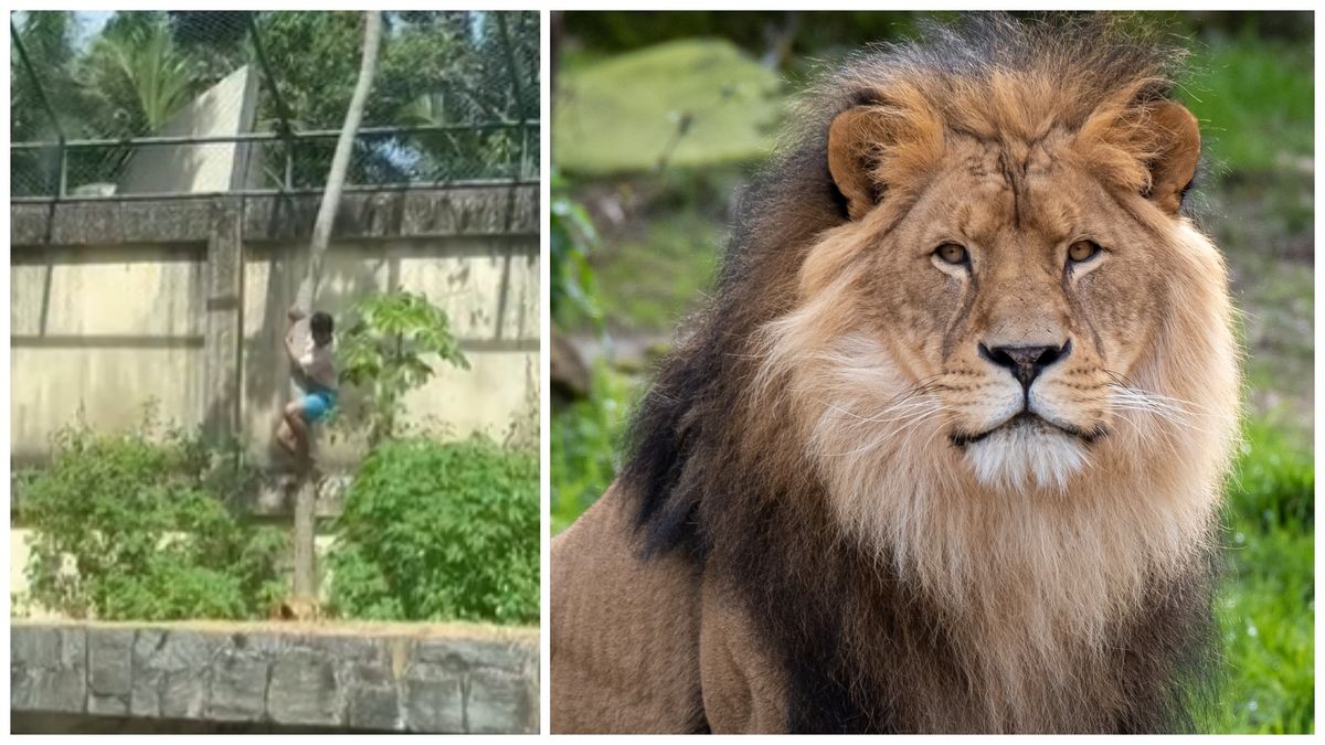 Tânărul de 19 ani a fost sfâşiat mortal după ce a intrat în ţarcul de la o grădină zoologică din Brazilia
