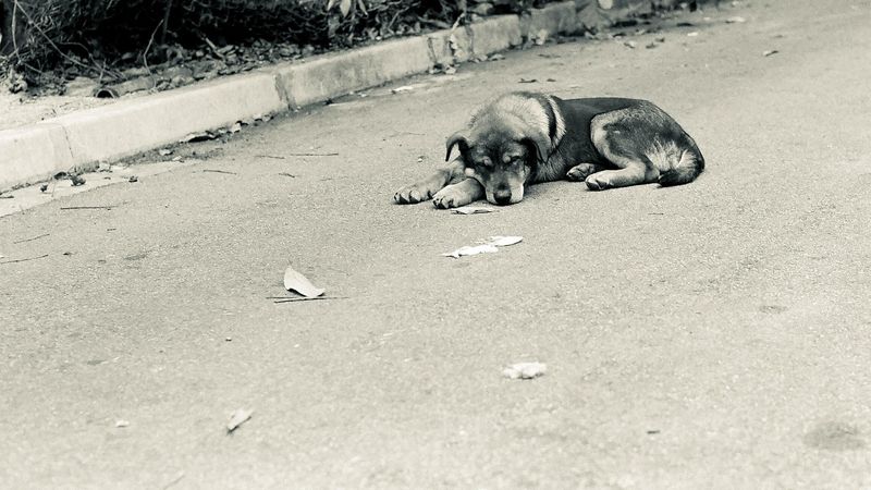 Ce se întâmplă în Franța cu cei care își abandonează animalele de companie? 