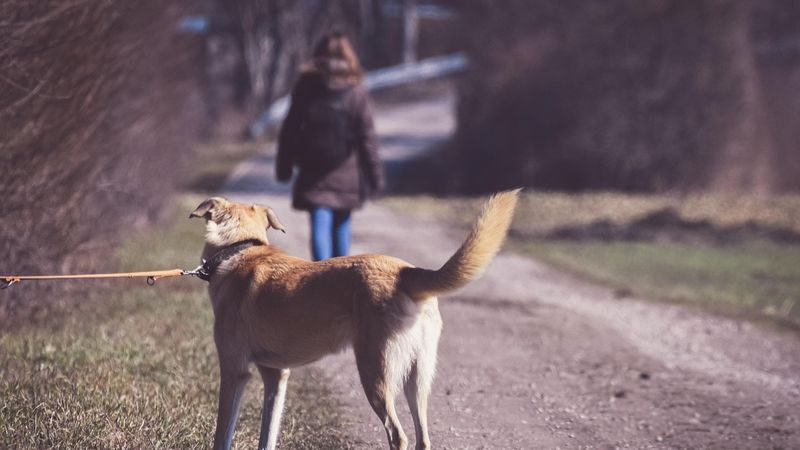 P&acirc;nă la 3 ani de &icirc;nchisoare și amenzi uriașe pentru cei care &icirc;și abandonează animalele de companie! NOUA LEGE impune reguli stricte și pedepse severe