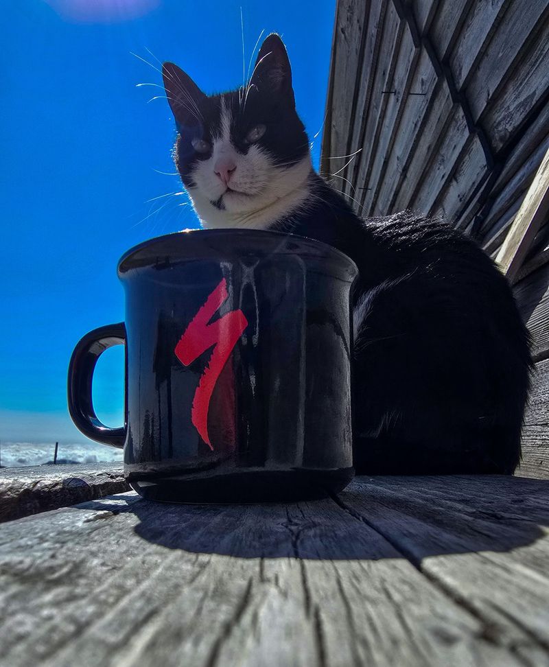 Pisica Rodica locuiește de ani buni la Stația Meteorologică de pe Vf. Omu 