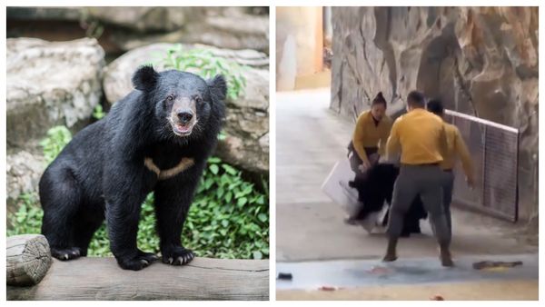 Momente de groază la o grădină zoologică! Un angajat a fost atacat de un urs sub privirile îngrozite ale vizitatorilor. Animalul ar fi fost atras de mâncarea pe care acesta o avea în geantă. În ce stare este bărbatul acum?