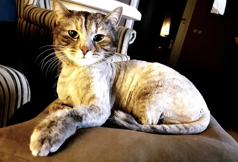 Val de reacții în urma postării făcute de Anca Țurcașiu despre pisica ei 