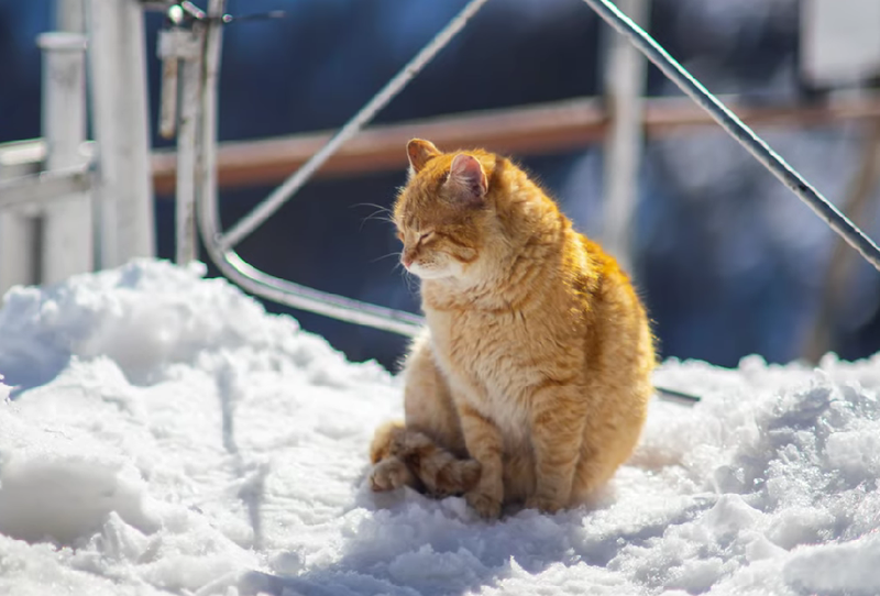 Unde se află acum motanul Portocală? 