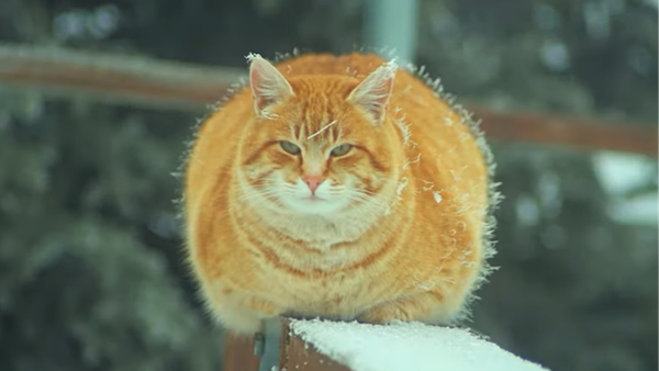 El este Portocală, motanul devenit vedetă pe Vârful Toaca! Acesta a trăit câțiva ani la aproape 2000 de metri altitudine. Ce se întâmplă cu el acum? ”Ar trebui să-i dea cineva o medalie de supravieţuitor“