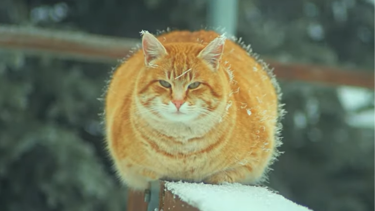 El este Portocală, motanul de pe V&acirc;rful Toaca 