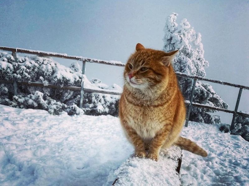 Ce s-a întâmplat cu motanul Portocală? 