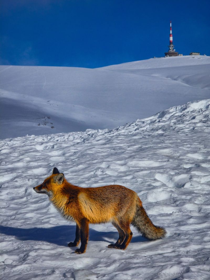 Imagini cu Foxy, vulpea-vedetă de la Stația Meteorologică de pe Vârful Omu 