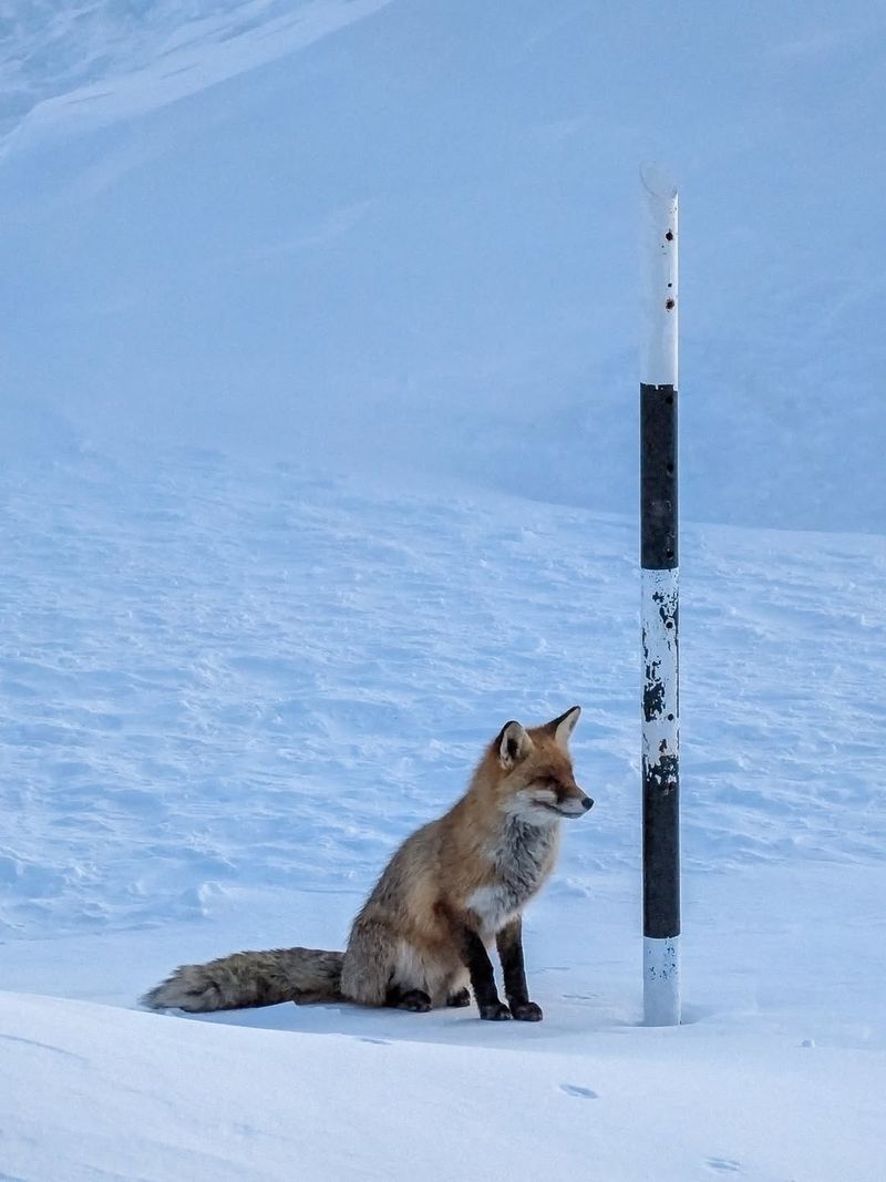 Cum a fost surprinsă vulpea Foxy pe Vf. Omu? 