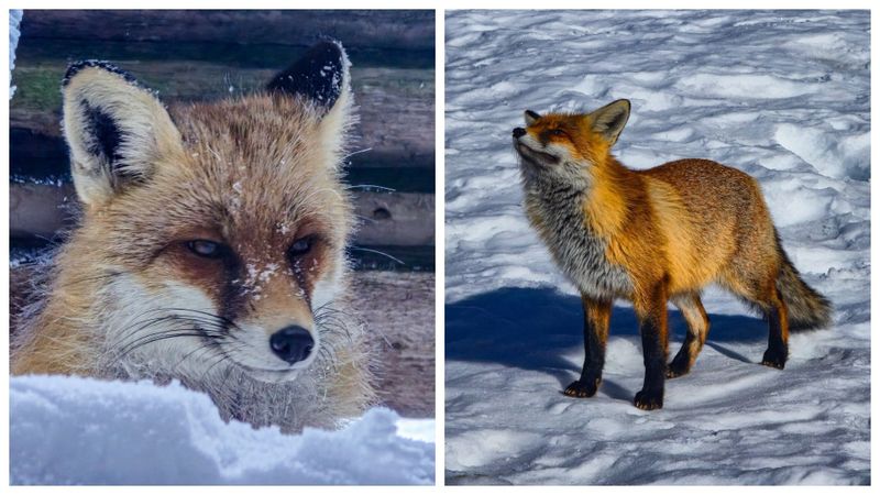 Povestea lui Foxy, vulpea de la Stația Meteorologică de pe V&acirc;rful Omu! Aceasta a devenit vedetă pe rețelele sociale, alături de pisica Rodica: &bdquo;S-a domesticit, dacă se poate spune așa. E un suflet deosebit&rdquo;