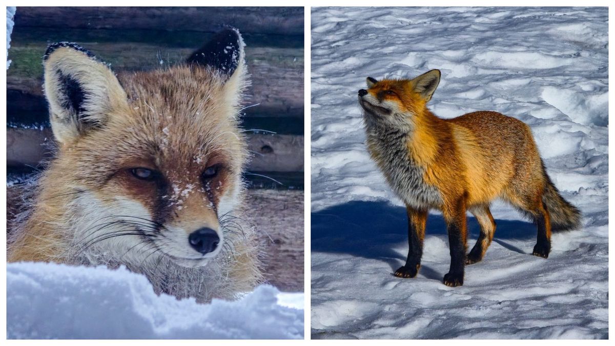 Cine este Foxy, vulpea de la Stația Meteorologică de pe V&acirc;rful Omu 