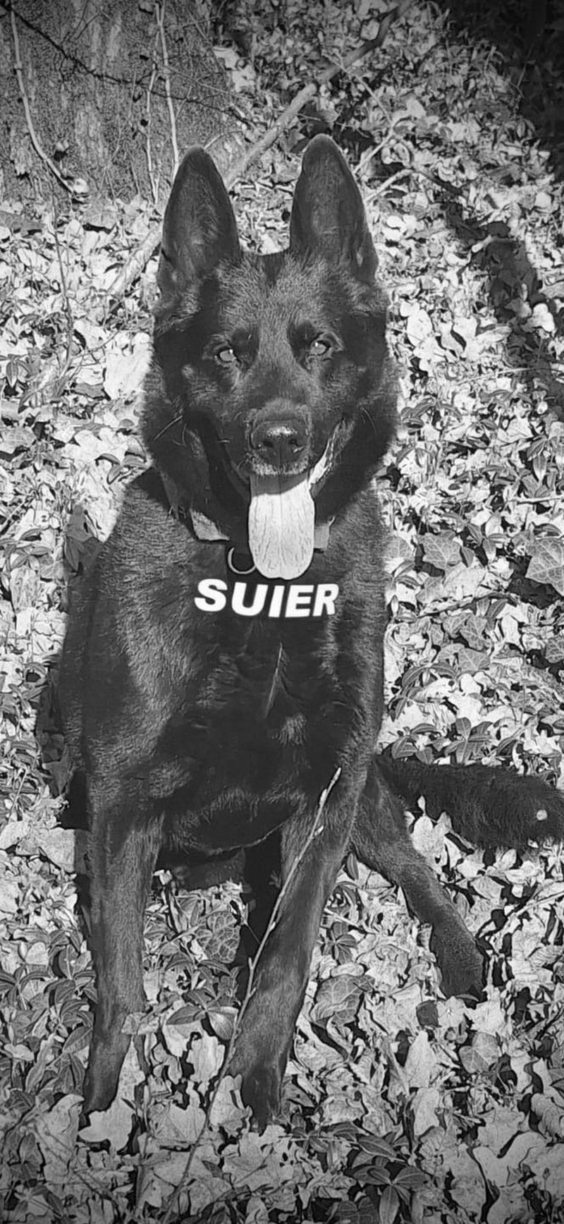 Val de reacții după moartea lui Șuier 