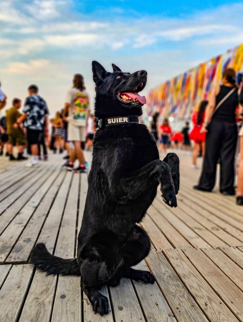 Ce s-a întâmplat cu Șuier? 