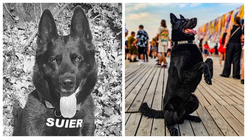 A murit ȘUIER, c&acirc;inele polițist, devenit vedetă la marile festivaluri din Rom&acirc;nia! &bdquo;Un suflet nobil și un adevărat simbol al loialității, curajului și devotamentului &icirc;n slujba legii. Odihnește-te &icirc;n pace, drag prieten! Nu te vom uita niciodată&rdquo;