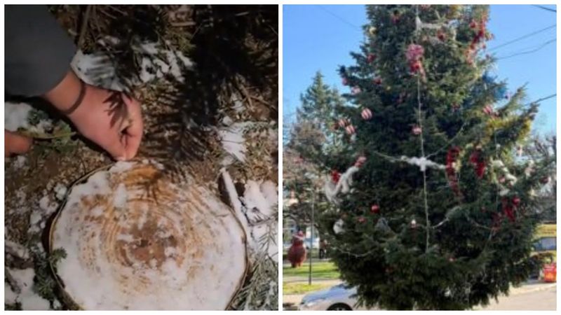 Bradul de Crăciun care strălucește &icirc;n centrul orașului Drăgăşani A FOST TĂIAT de pe un morm&acirc;nt din cimitir: "Cei care au greșit vor plăti. Au fost minciuni și &icirc;ncercări de acoperire a faptelor". Ce spune familia afectată și cum a reacționat primarul
