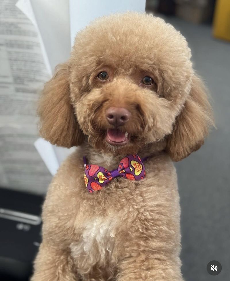 Ce s-a întâmplat cu Fido? 