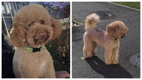 Final tragic pentru Fido, bichonul care a fugit de l&acirc;ngă stăp&acirc;nii săi, speriat de artificii! Acesta a fost găsit decedat &icirc;n cele din urmă: &bdquo;A fost un luptător, a rezistat 8 zile pe străzi, timp &icirc;n care a fost căutat ne&icirc;ncetat&hellip;&rdquo;