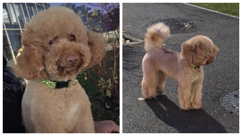 Final tragic pentru Fido, bichonul care a fugit de l&acirc;ngă stăp&acirc;nii săi, speriat de artificii! Acesta a fost găsit decedat &icirc;n cele din urmă: &bdquo;A fost un luptător, a rezistat 8 zile pe străzi, timp &icirc;n care a fost căutat ne&icirc;ncetat&hellip;&rdquo;