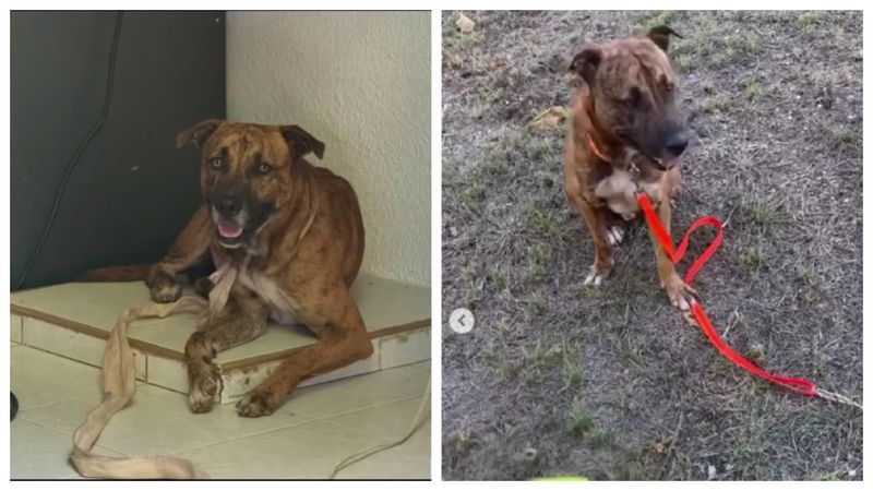 Un câine a devenit viral în mediul online după ce a furat o jucărie dintr-un magazin 