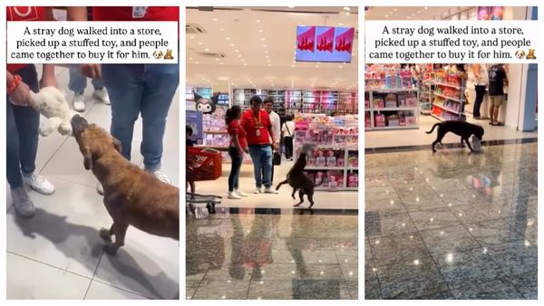 De la un gest nevinovat la o poveste emoționantă cu final fericit! C&acirc;inele vagabond care a devenit viral după ce a furat un ursuleț de pluș dintr-un magazin și-a găsit o casă pentru totdeauna și o familie iubitoare