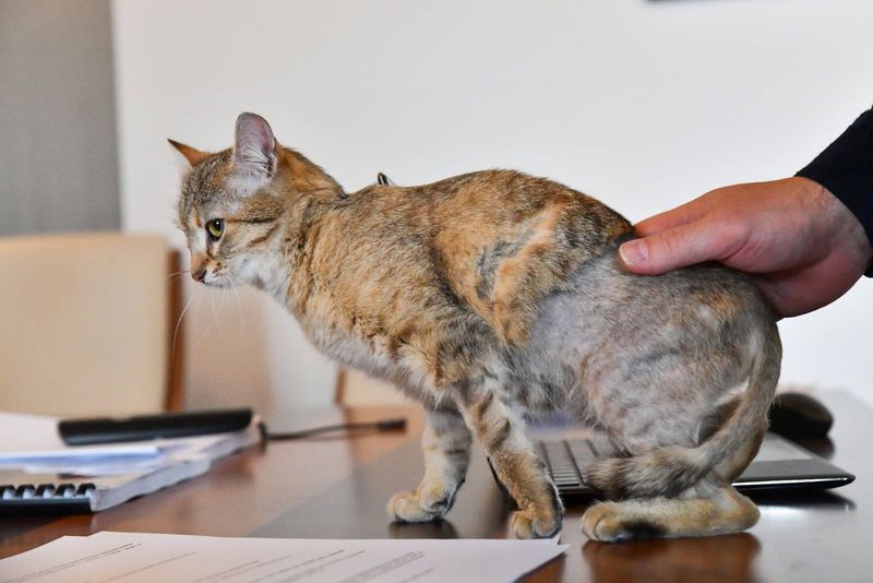 Cathy, pisica lui Ciucu