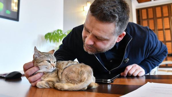 Cathy, noua pisică de birou a primarului general al Capitalei: Ciprian Ciucu: "A fost &laquo;chimie&raquo; &icirc;ntre noi la prima vedere"