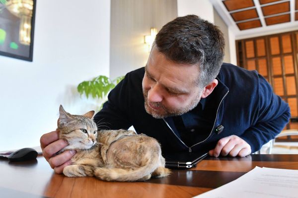 Cathy, noua pisică de birou a primarului general al Capitalei: Ciprian Ciucu: "A fost &laquo;chimie&raquo; &icirc;ntre noi la prima vedere"