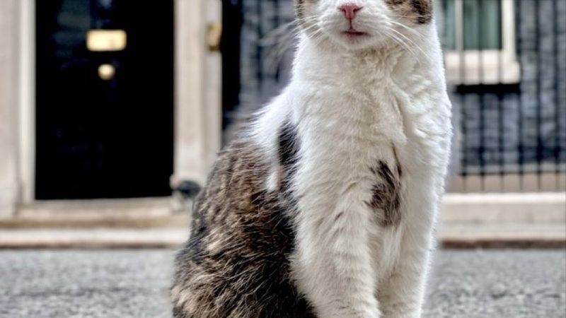 Povestea lui Larry, motanul care a cucerit inimile unora dintre cei mai importanţi politicieni ai lumii! El &icirc;mplinește 15 ani de c&acirc;nd locuiește pe Downing Street 10, reședința oficială a premierilor britanici