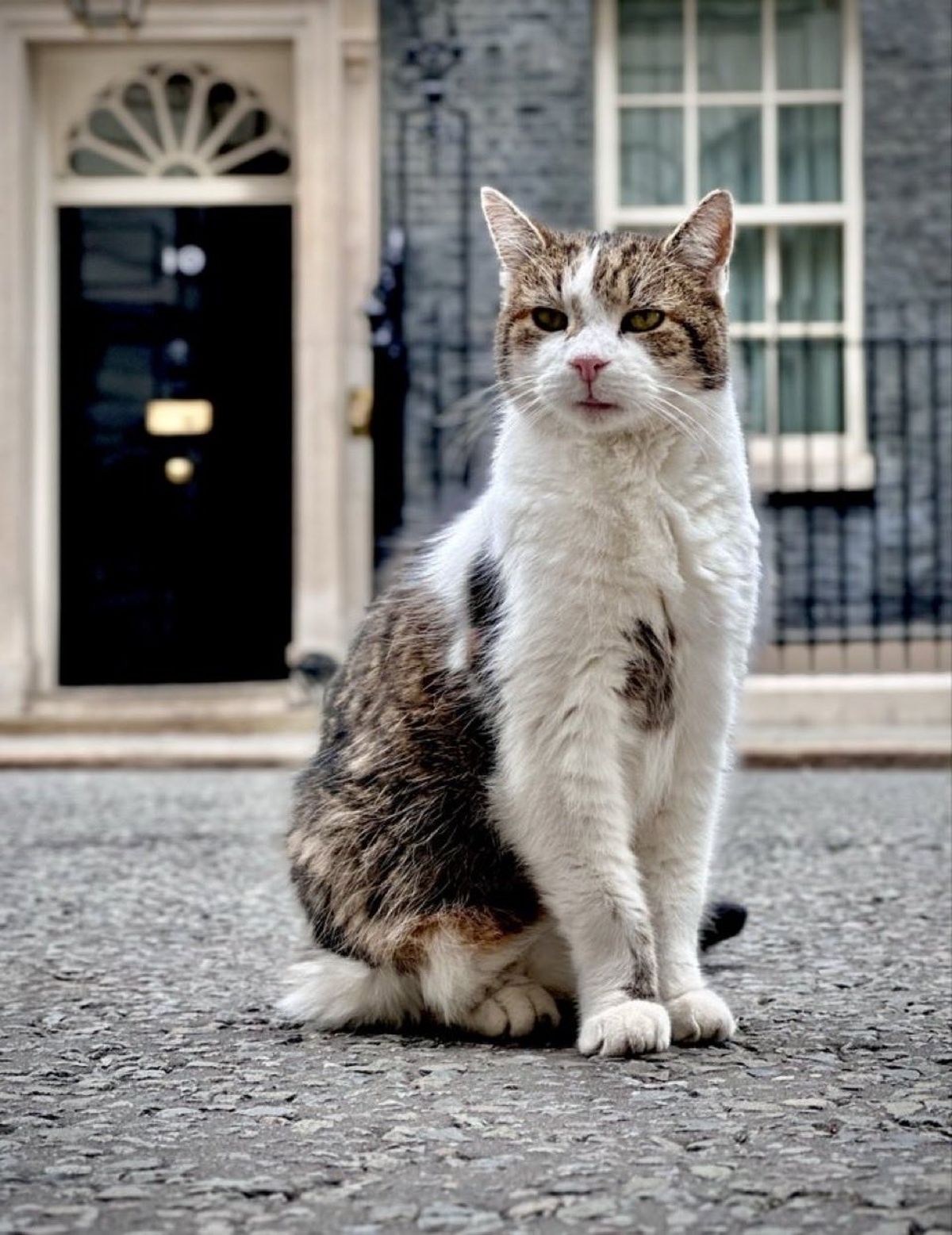 Motanul Larry &icirc;mplineşte 15 ani &icirc;n Downing Street 10