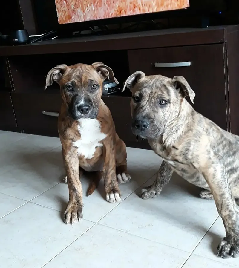 Corpul unui bărbat a fost parțial mâncat de cei trei câini ai săi, după ce acesta s-a prăbușit și a murit în propriul apartament