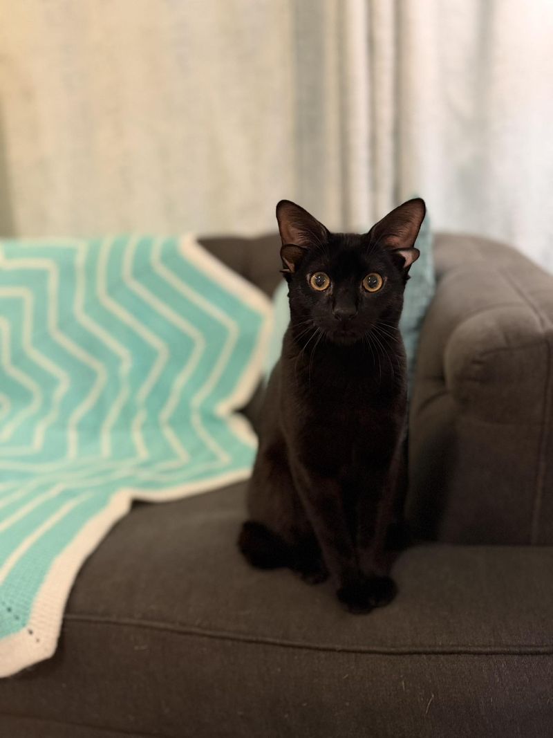 Vezi aici cum arată un pisoi cu patru urechi 