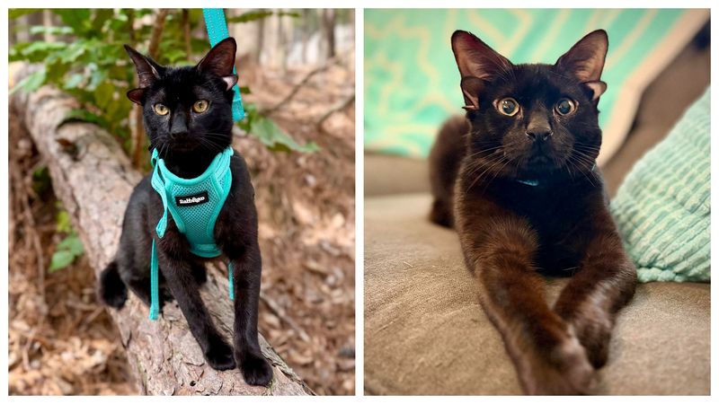 Povestea lui Dobby, pisoiul cu patru urechi! Născut cu o mutație genetică at&acirc;t de rară și disponibil pentru adopție, acesta a atras imediat atenția internauților