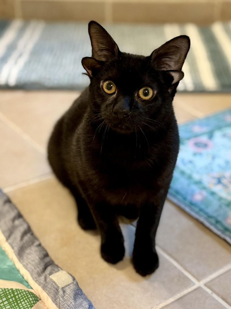 Imagini rare cu pisoiul cu patru urechi 